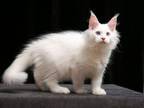 Zador Maine Coon Male White