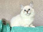 IJasper Siberian Male Blue Tabby Pointed With Whi
