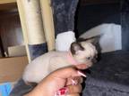 Siamese Kittens Lucky Seven