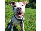 Adopt Miss Honey a Mixed Breed, Pit Bull Terrier