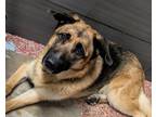 Adopt Anya a German Shepherd Dog, Mixed Breed