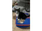 Adopt Petunia a Domestic Short Hair