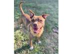 Adopt Sunshine a Pit Bull Terrier