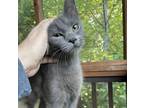 Adopt Whisper a Russian Blue, Domestic Short Hair