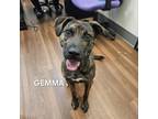 Adopt Gemma a Plott Hound, Mixed Breed