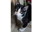 Adopt CELIA a Oriental Short Hair