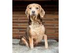 Adopt DIXIE - FOSTER NEEDED a Beagle