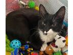 Adopt Petra a Domestic Short Hair