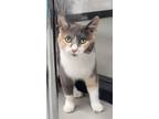 Adopt Athena a Domestic Short Hair