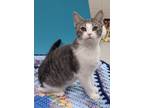 Adopt Lavender a Domestic Short Hair
