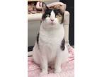 Adopt Teagan a Domestic Short Hair