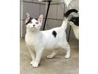 Adopt Giza a Domestic Short Hair
