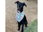 Adopt Pibb a Shepherd, Labrador Retriever