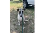 Adopt 56543804 a Akita, Mixed Breed