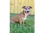 Adopt Celine Dion a Dachshund, Terrier