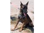 Adopt Sage a Mixed Breed