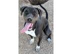 Adopt Shasta a Mixed Breed