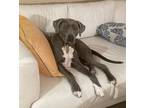 Adopt Lali a Weimaraner, Labrador Retriever
