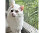 Adopt Callie a Domestic Long Hair, Domestic Short Hair