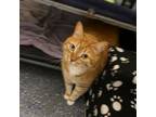 Adopt Sassy a Domestic Short Hair