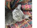 Adopt Fleur - LE/LJ a Domestic Short Hair, Russian Blue