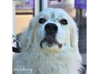 Adopt Luna a Great Pyrenees