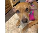 Adopt Thea a Pit Bull Terrier, Mixed Breed