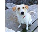 Adopt Brookie a Labrador Retriever