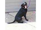 Adopt Gabby a Black Labrador Retriever