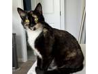 Adopt Tilly a Domestic Short Hair