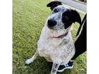 Adopt Izzy a Australian Cattle Dog / Blue Heeler, Australian Shepherd