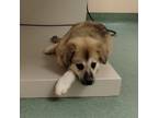 Adopt Sissi a Australian Shepherd, Great Pyrenees
