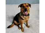 Adopt Darla a Labrador Retriever, German Shepherd Dog