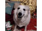 Adopt Aggie a Great Pyrenees