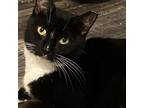 Adopt Eclipse a Domestic Short Hair