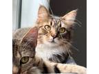 Adopt Eve a Domestic Long Hair, Manx