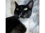 Adopt Twilight a Domestic Short Hair