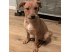 Adopt Sally Mae a Yellow Labrador Retriever