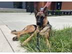 Adopt Rainy a German Shepherd Dog, Mixed Breed