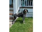 Adopt Wendy a Bluetick Coonhound