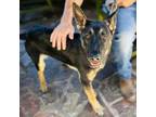 Adopt Leah (C000-443) - Costa Mesa Location a German Shepherd Dog