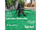 Adopt Spree a Black Labrador Retriever, Rottweiler