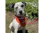 Adopt Speckles a Pit Bull Terrier