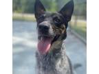 Adopt Mira a Australian Cattle Dog / Blue Heeler, Mixed Breed