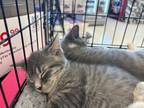 Adopt Babette a Domestic Short Hair