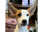 Adopt Poppy - Adopt Me! a American Staffordshire Terrier