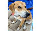 Adopt Wanda - Adopt Me! a Labrador Retriever, American Staffordshire Terrier