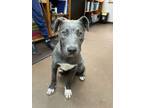 Adopt Bee a Pit Bull Terrier, Labrador Retriever