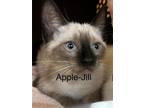 Adopt APPLE-JILL a Siamese