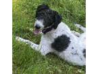 Adopt Marilla a Standard Poodle, Labrador Retriever